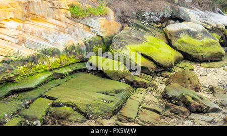 Des rochers de grès recouvert d'algues dans la baie de Woolloomooloo Sydney Harbour Sydney NSW Australie. Banque D'Images