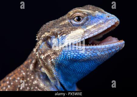 Le Bouclier-queue (agama Xenagama taylori) est endémique à la Corne de l'Afrique. Ils ont une queue qui est utilisé pour bloquer leurs terriers. Banque D'Images