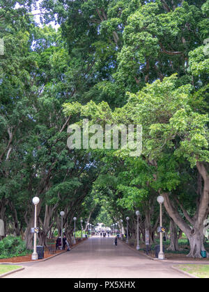 Hills pleurant figuiers avenue piétonne doublure dans Hyde Park Sydney NSW Australie. Banque D'Images