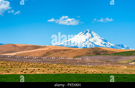 Mt. Métiers du capot à l'arrière-plan tandis que les champs de céréales et de ballots de foin réside dans champ de luzerne dans la région de Dufur, Oregon Banque D'Images