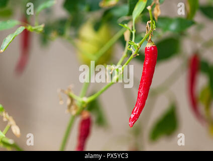 Red hot chili pepper unique mûrs crus épices Légumes plante en croissance. Banque D'Images