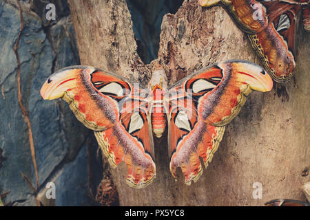 - Papillon Attacus Atlas (Atlas), le plus grand papillon - Banque D'Images
