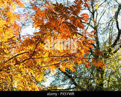 Feuillage multicolore de Rowan Tree allumé par Sun en parc urbain à la journée ensoleillée d'automne Banque D'Images