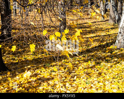 Couvercle jaune feuilles tombées dans une allée du parc Petrovsky de Moscou dans la journée ensoleillée d'automne Banque D'Images