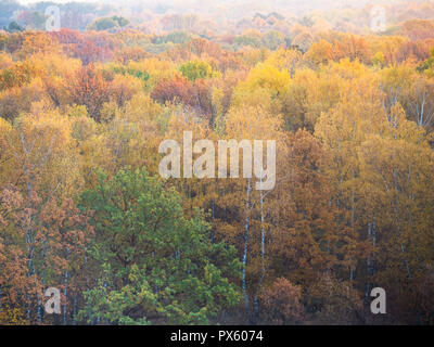Au-dessus de la forêt d'automne tôt le matin Banque D'Images