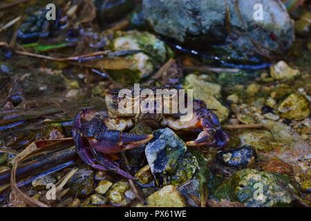 Maltese crabe d'eau douce, Potamon fluviatile, de rares espèces menacées, en danger de disparition à partir de Malte en raison de la destruction de l'habitat et la pollution de l'eau, Banque D'Images