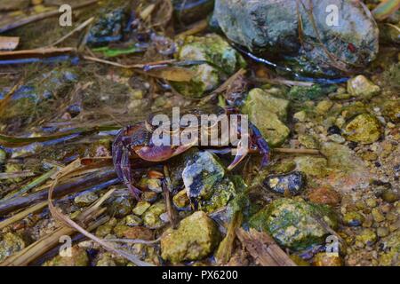 Maltese crabe d'eau douce, Potamon fluviatile, de rares espèces menacées, en danger de disparition à partir de Malte en raison de la destruction de l'habitat et la pollution de l'eau, Banque D'Images