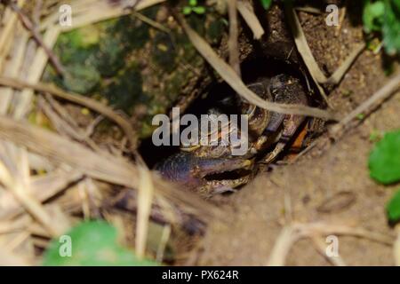 Maltese crabe d'eau douce, Potamon fluviatile, nid, terrier boueux griffes pour défense contre les intrus. menacé crabe rares trouvés sur les îles maltaises Banque D'Images