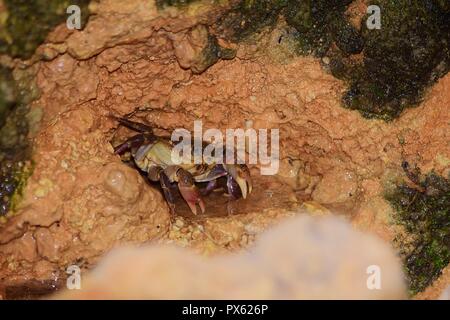 Maltese crabe d'eau douce, Potamon fluviatile, nid, terrier boueux griffes pour défense contre les intrus. menacé crabe rares trouvés sur les îles maltaises Banque D'Images