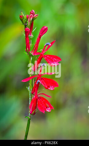 Fleurs cardinal (Lobelia cardinalis) avec des gouttes de pluie sur les pétales. Cette plante est favorisé par des colibris, qui sont attirés par la couleur rouge et venir t Banque D'Images