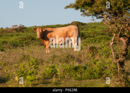 Brown cow standing libre on hillside Banque D'Images