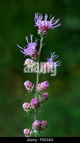 (Liatris liatris rugueux aspera), une plante vivace originaire de la prairielands de fleurs sauvages de l'Amérique du Nord. Banque D'Images