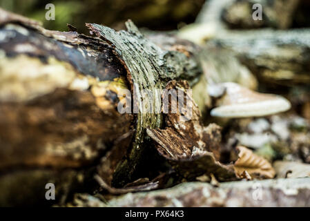 Champignons sauvages et champignon poussant à partir d'un arbre tombé. La croissance des plantes naturelles. Banque D'Images