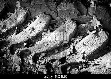 Les traces de pneus destructrice entre forêt environnement. Banque D'Images