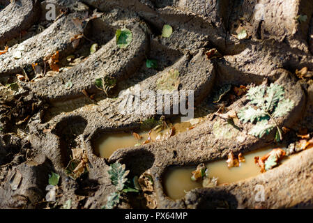 Les traces de pneus destructrice entre forêt environnement. Banque D'Images