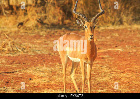 Impala ou melampus, Aepyceros melampus, debout en désert de sable rouge au cours de la commande de jeu safari en Afrique du Sud. Arrière-plan flou en saison sèche. Vue de face. Banque D'Images