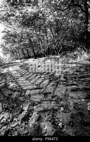 Les traces de pneus destructrice entre forêt environnement. Banque D'Images