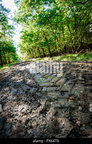 Les traces de pneus destructrice entre forêt environnement. Banque D'Images