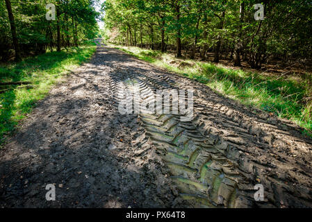 Les traces de pneus destructrice entre forêt environnement. Banque D'Images