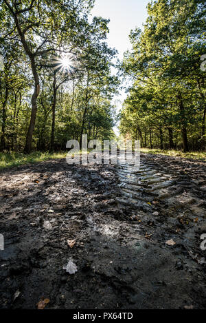 Les traces de pneus destructrice entre forêt environnement. Banque D'Images