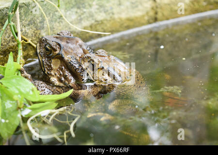 Les amphibiens en Asie tropicale , créature locale en Thaïlande , le crapaud commun asiatique par reproduction le mâle est sur la femelle étreint Banque D'Images