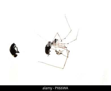 Baiser mortel du chasseur d'insectes , araignée manger une mouche piégée sur spider web sur fond blanc , La vie va mal et se retrouve avec de sérieux dommages Banque D'Images