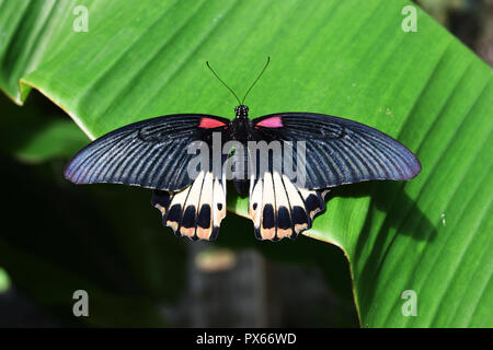 Le Grand Mormon papillon sur feuille de bananier , rouge avec bande de couleur orange et blanc sur noir de l'aile des insectes tropicaux Banque D'Images