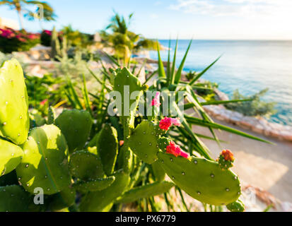 Cactus en fleurs sur le fond de la mer à Playa Lagun, Curaçao, aux Pays-Bas. Avec selective focus Banque D'Images