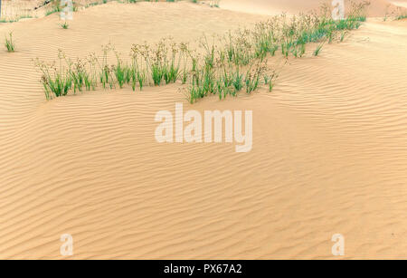 Petites dunes quand souffle le vent pour former de beaux plis sur le sable du désert Banque D'Images