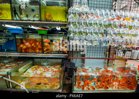 Tung Choi Street Goldfish Market, Mongkok, Kowloon, Hong Kong, Chine. Banque D'Images