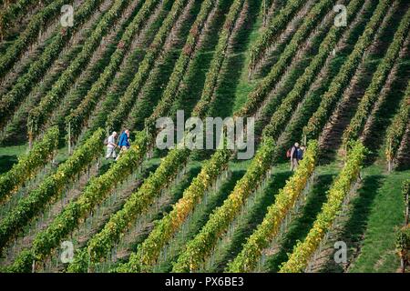 Mayschoss, vallée de l'Ahr, Allemagne. 10-17-2018. Marche à travers les vignobles le long de la Route des vins rouges (Rotweinwanderweg) dans la romantique vallée de l'Ahr est ver Banque D'Images