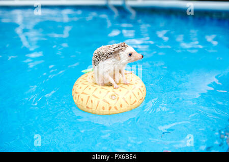 Un endroit frais hedgehog sur bouée floting Banque D'Images