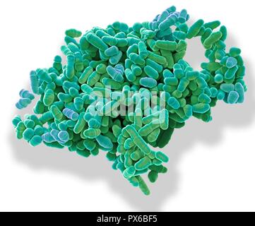 La division des cellules de levure. Couleur de l'analyse des électrons Microphotographie (SEM) de la division des cellules de levure Schizosaccharomyces pombe. S. pombe est un fungu unicellulaires Banque D'Images