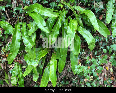 Scolopendre officinale Phyllitis scolopendrium. Photo : Tony Gale Banque D'Images