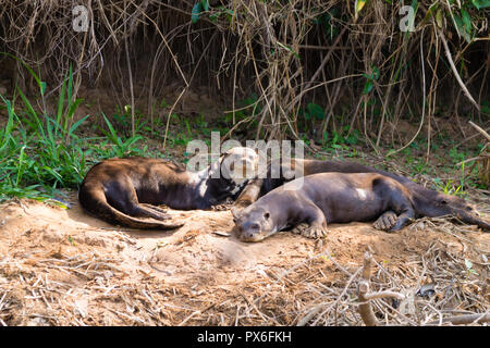 Loutre géante sur l'eau à partir de la superficie des terres humides du Pantanal, Brésil. La faune du Brésil. Pteronura brasiliensis Banque D'Images