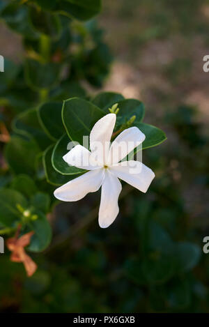 Carissa macrocarpa fleurs blanches Banque D'Images