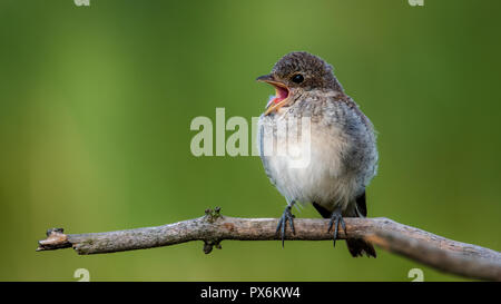 La pie-grièche écorcheur - les jeunes. C'est une espèce d'oiseau carnivore et membre de la famille Laniidae pie-grièche. Banque D'Images