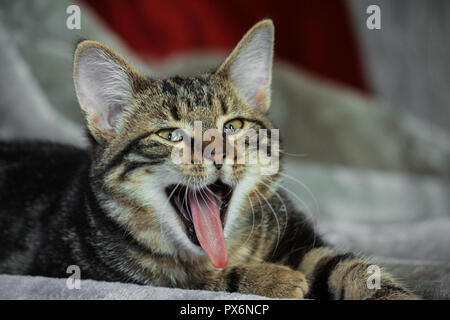 Petit Chaton rayé bâtard est allongé sur son ventre, pattes avant sont étendues, la bouche est grande ouverte, la langue est bloqué dehors, les yeux obliques, drôle d'oeil, Banque D'Images
