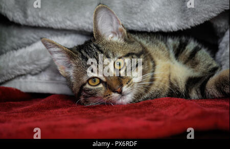 Petit Chaton rayé bâtard couché sur le côté, jaune avec des yeux verts, orange, la tuyère d'animal sous un plaid brillant gris couché sur un tapis rouge, couverts Banque D'Images