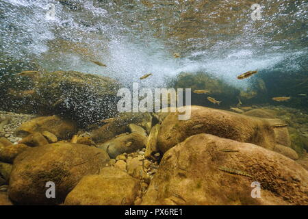 Une rivière de rochers sous l'eau avec des bulles d'air et d'argent de poissons d'eau douce, Phoxinus phoxinus, La Muga, Alt Empordà, en Catalogne, Espagne Banque D'Images