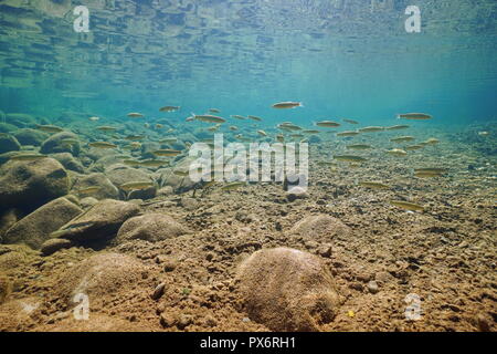 Un banc de poissons sous l'eau dans une rivière rocheuse (chub Squalius cephalus), la Muga, Alt Empordà, en Catalogne, Espagne Banque D'Images