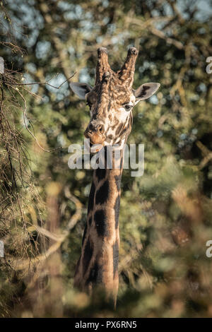 Head shot of girafe Rothschild Banque D'Images