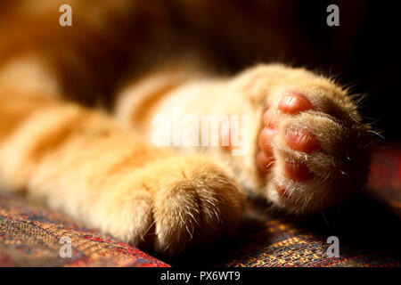 Close up of a maquereaux tabby cats paws in soft focus Banque D'Images