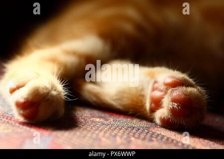 Close up of a maquereaux tabby cats retour pieds in soft focus Banque D'Images