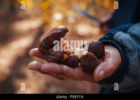 Man holding poignée de champignons polonaise dans forêt d'automne. Recueillir des champignons. Saison de récolte d'automne Banque D'Images