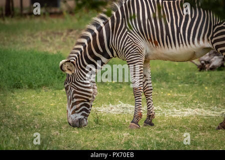 Le Zèbre de Grévy (Equus grevyi) pâturage dans son boîtier dans un zoo Banque D'Images