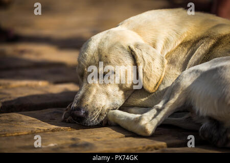 Chien mignon sur une jetée en bois à Santa Maria, Sal, Cap Vert Banque D'Images