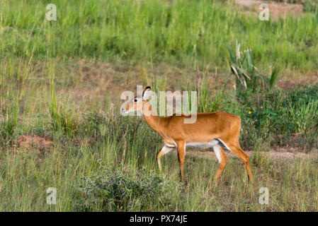 Antilope Impala à Murchison Falls National Park Safari Réserver en Ouganda - La Perle de l'Afrique Banque D'Images