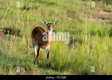 Antilope Impala à Murchison Falls National Park Safari Réserver en Ouganda - La Perle de l'Afrique Banque D'Images