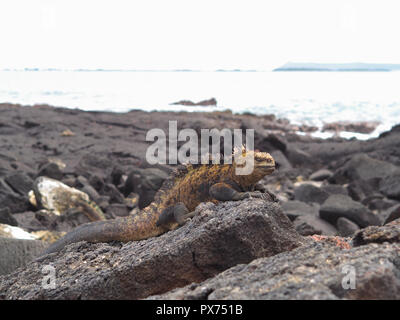 Iguana sur Isla Isabela, Galapagos, Equateur Banque D'Images